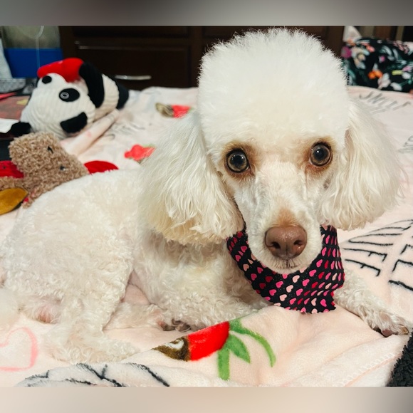 🎀Meet your Posher, ℂ𝕠𝕦𝕣𝕥𝕟𝕖𝕪🎀 - Picture 11 of 12